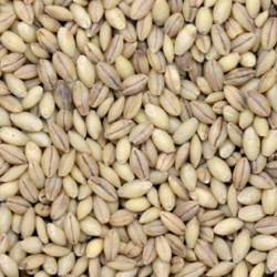 גריסים יבשים